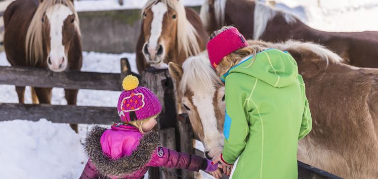 Ellmau_Pferde Winter_Wilder Kaiser