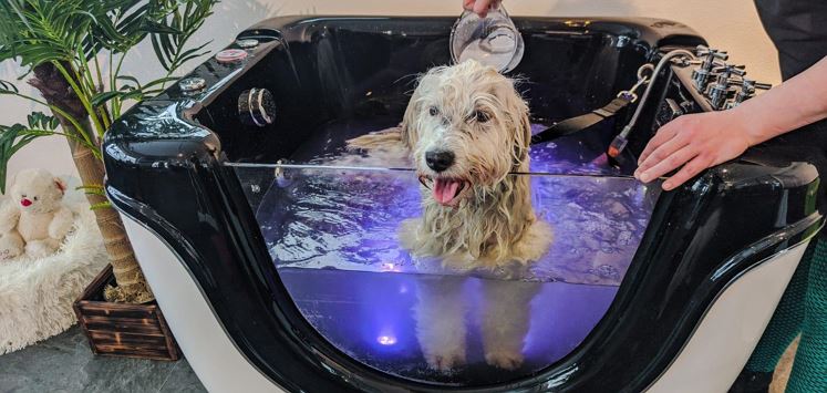 Kaiser's Hundeoase Hundebad