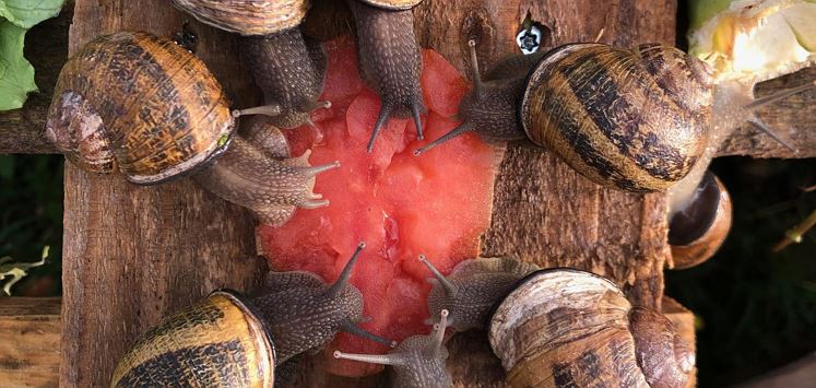 Schnecken Fütterung