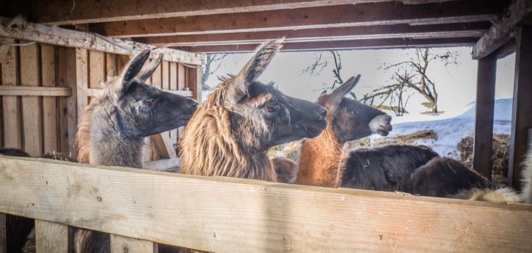 Lamas_Winter_1