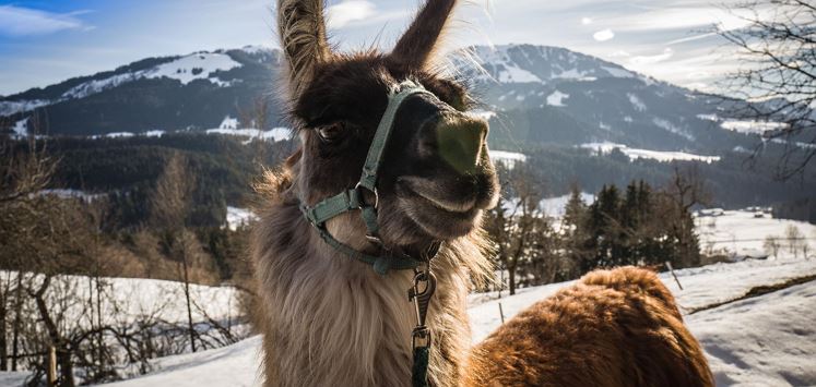 Lamas_Winter_2