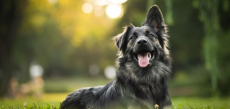 Hund