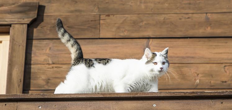 Katze
