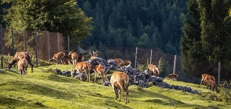 Wildgehege Wochenbrunner Alm