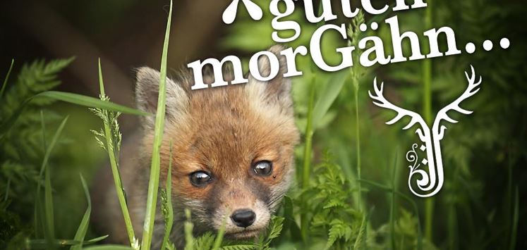 GutenMorgen-Fuchs