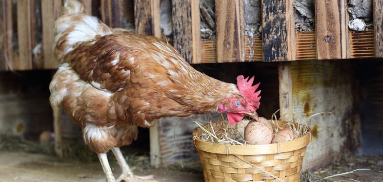 Au Hochalm Huhn