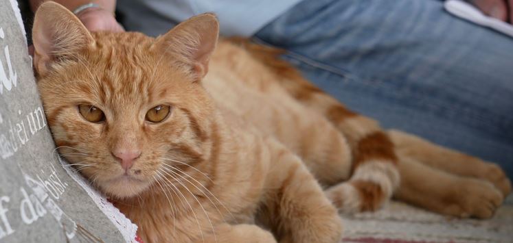 Au Hochalm Katze